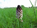 48_Orchis brule_6